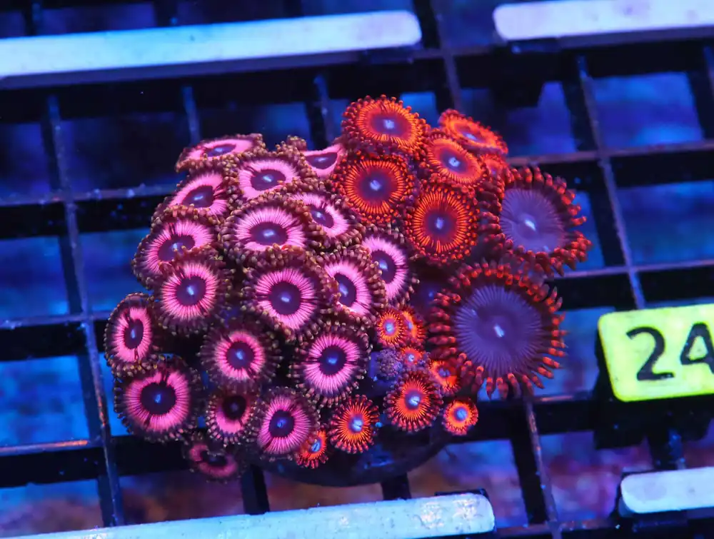 K23 – - Saltwater