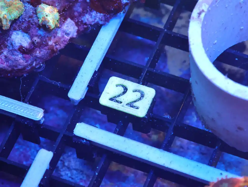 K22 – - Saltwater