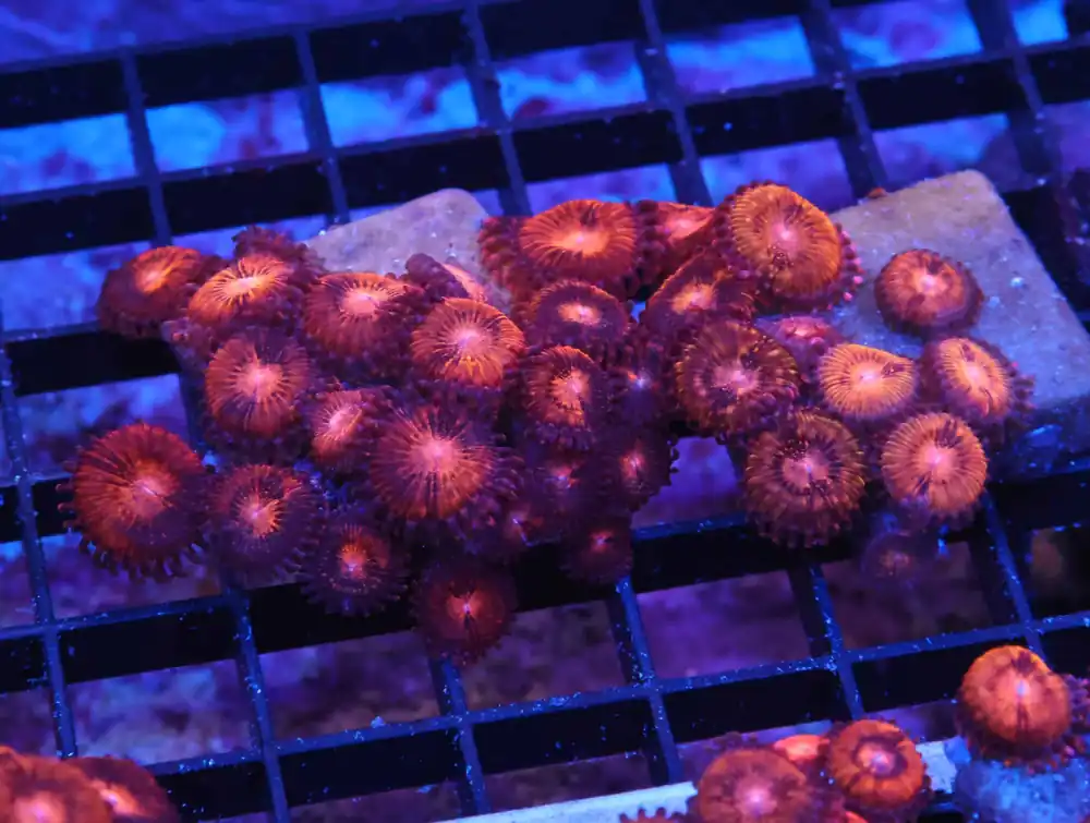 K35 – - Saltwater