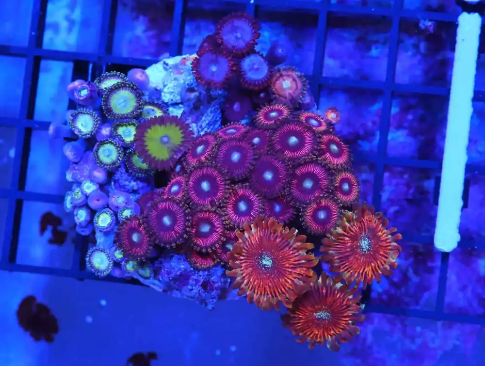 K36 – - Saltwater
