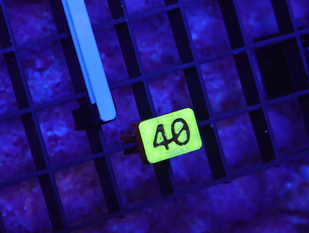 K40 – - Saltwater