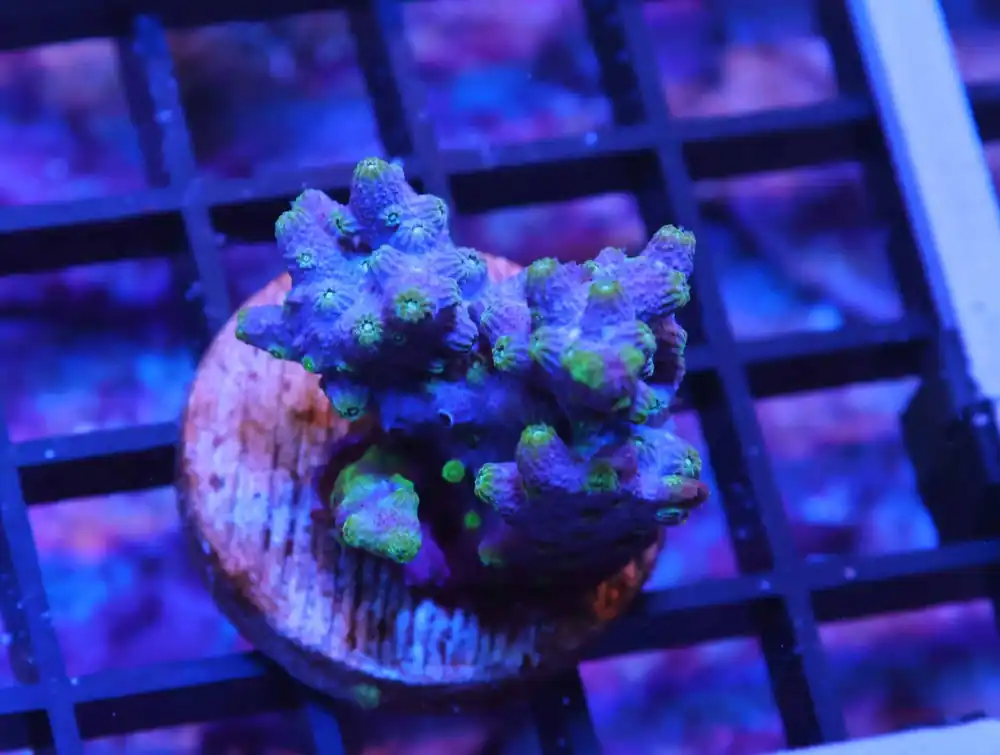 K48 – - Saltwater