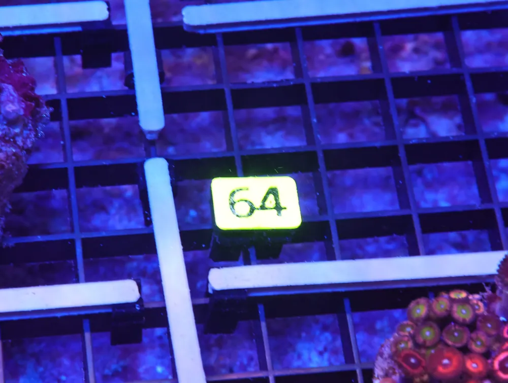 K64 – - Saltwater
