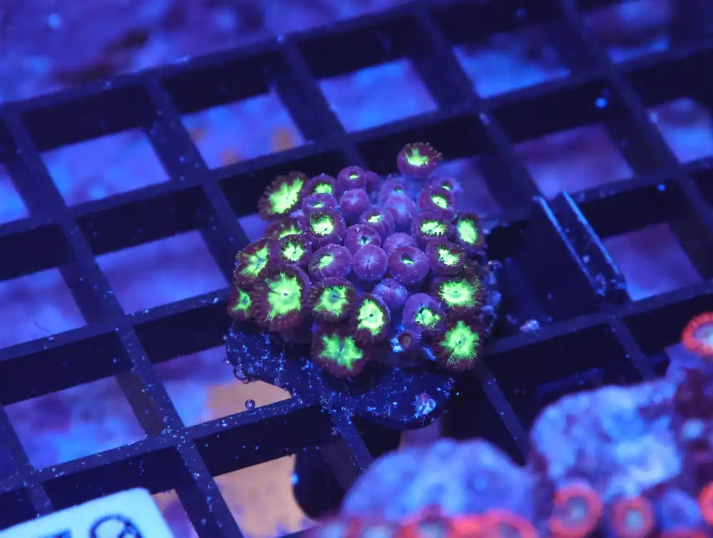 K70 – - Saltwater