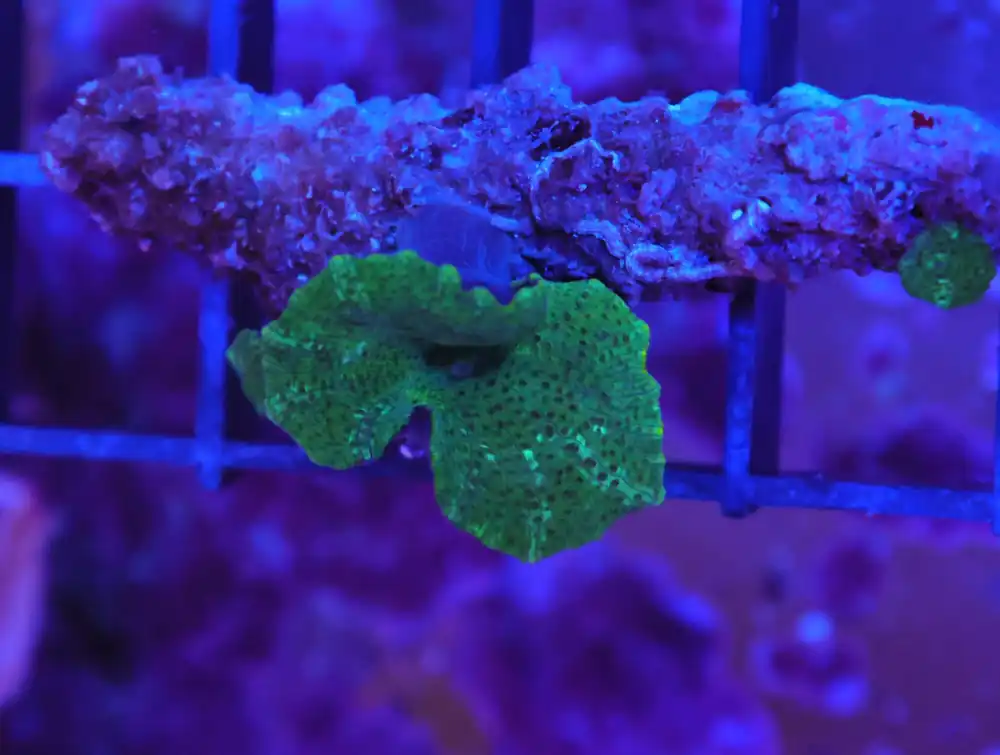 K71 – - Saltwater