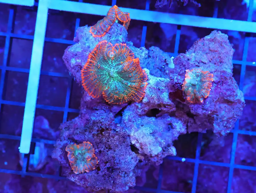 K73 – - Saltwater