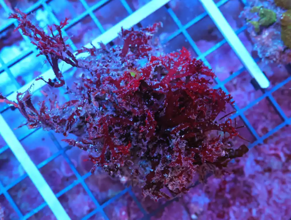 K74 – - Saltwater