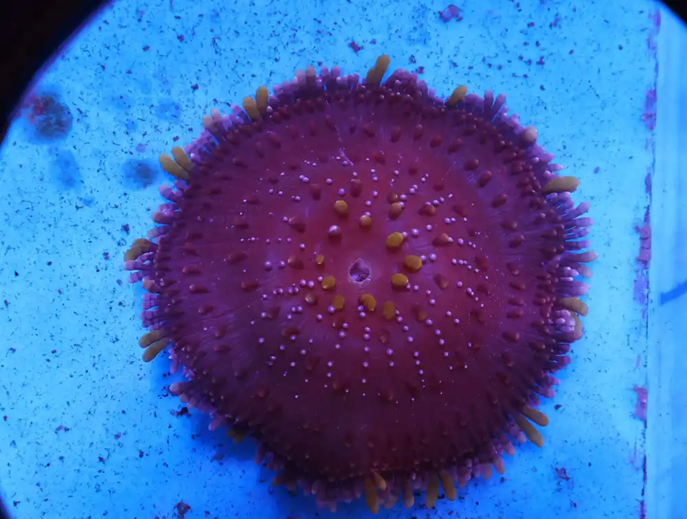 M02 – - Saltwater