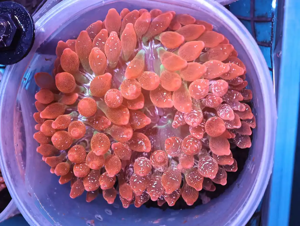 M04 – - Saltwater