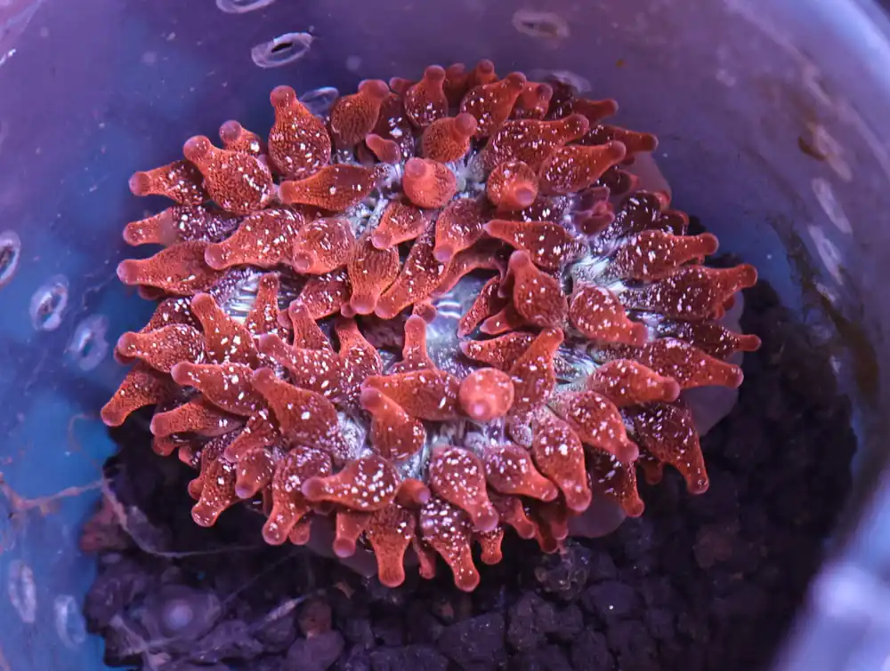 M05 – - Saltwater