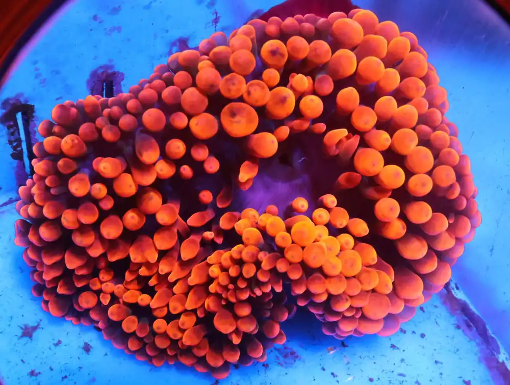 M06 – - Saltwater