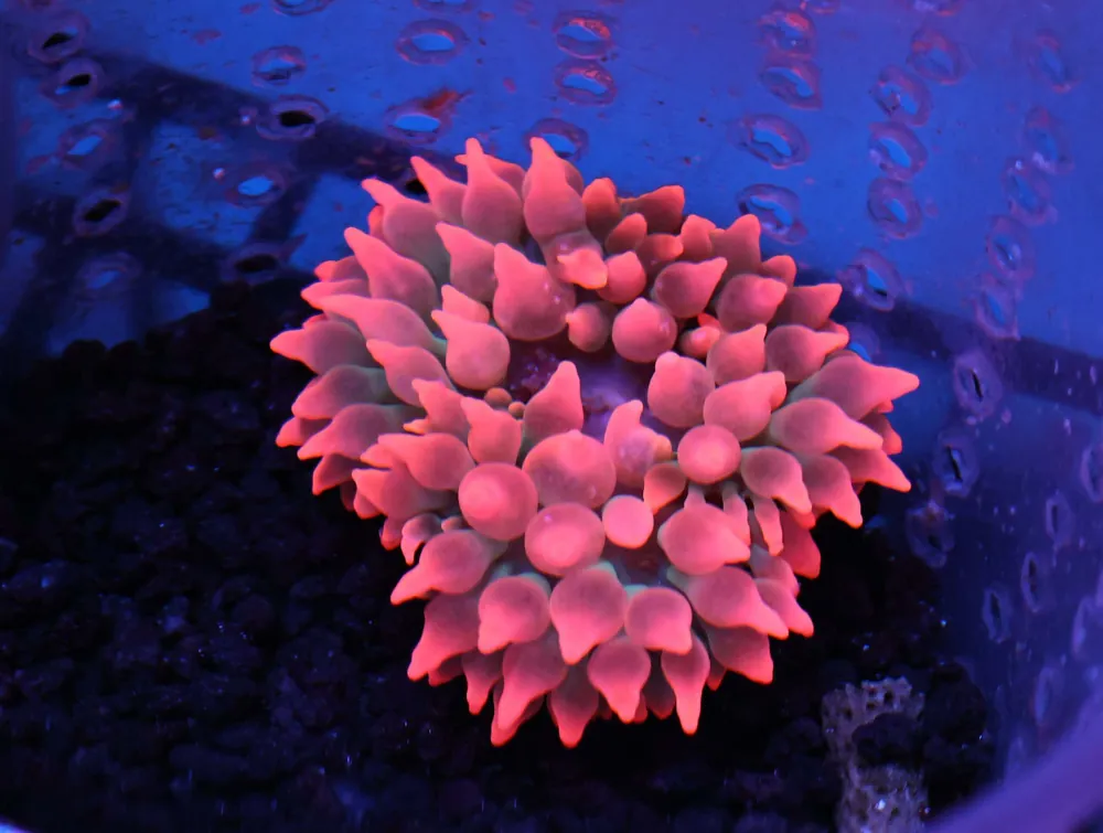 M09 – - Saltwater
