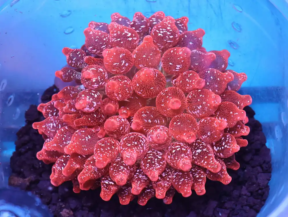 M11 – - Saltwater