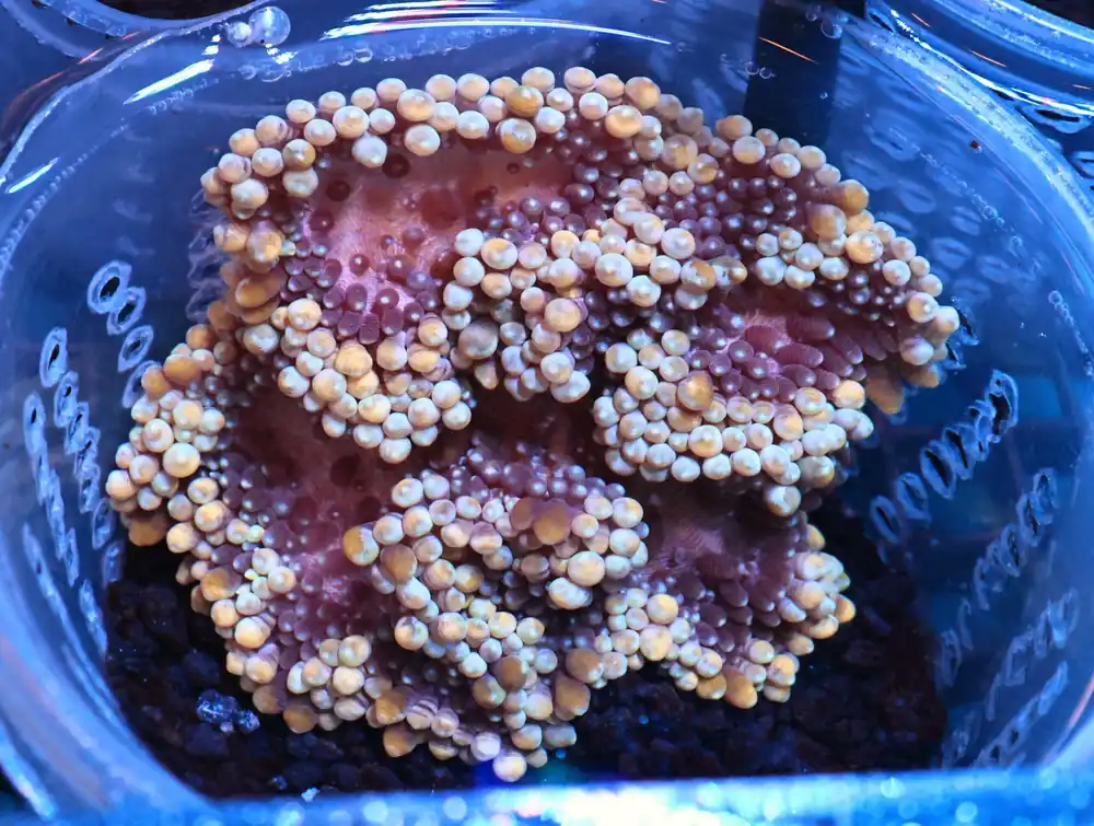 M13 – - Saltwater