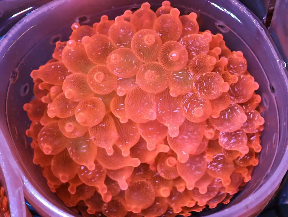 M15 – - Saltwater