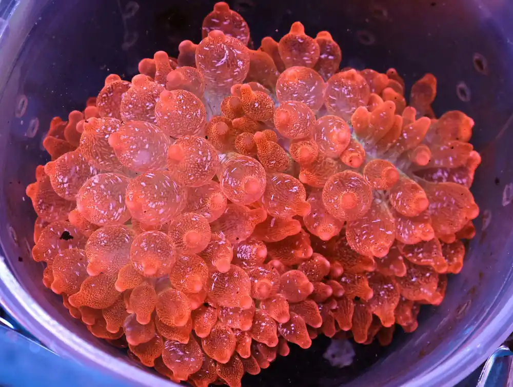 M17 – - Saltwater