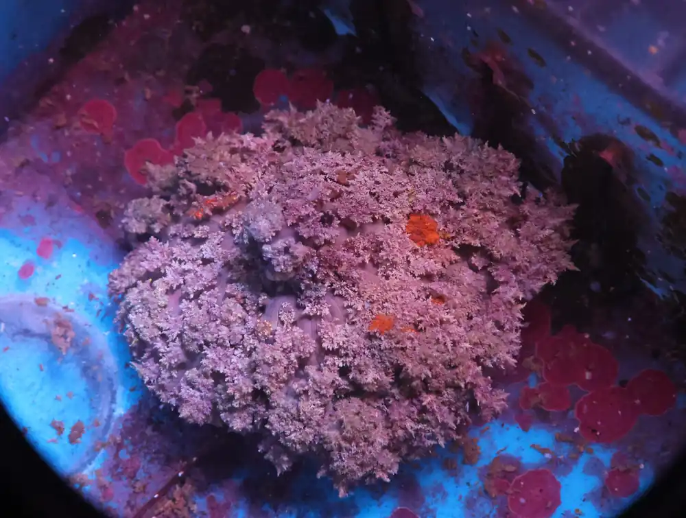 M19 – - Saltwater
