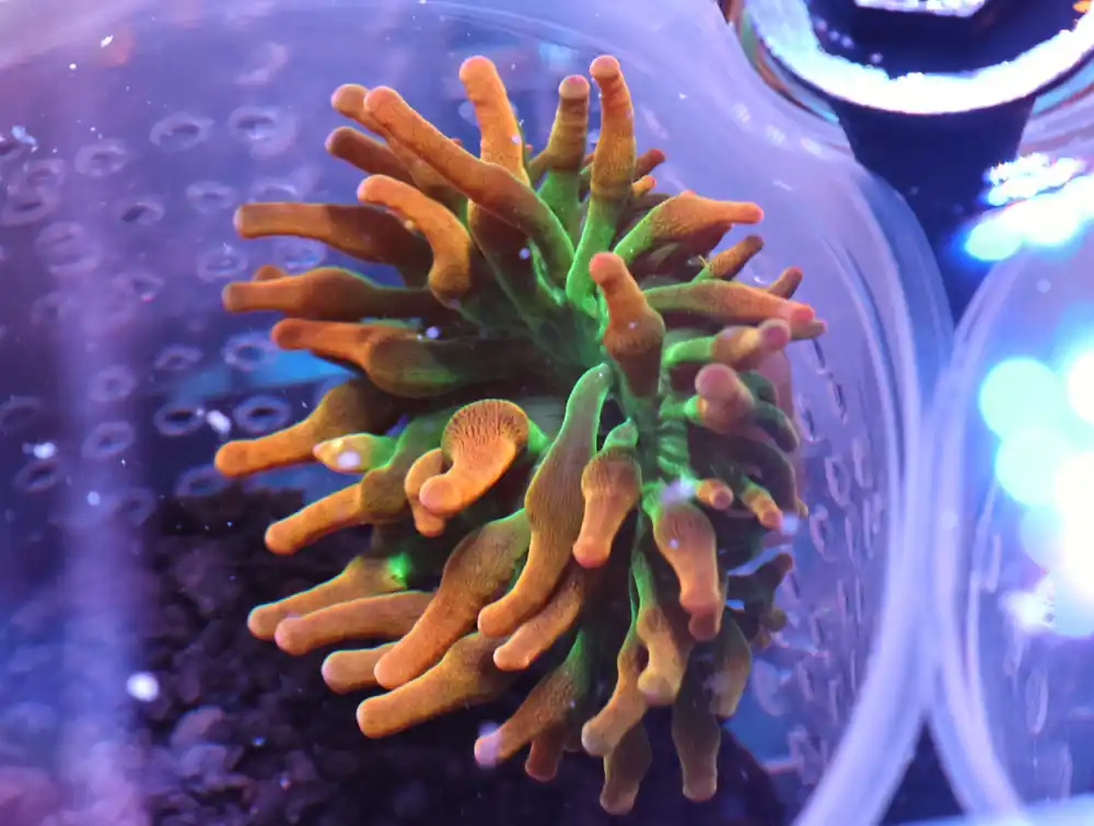 M20 – - Saltwater