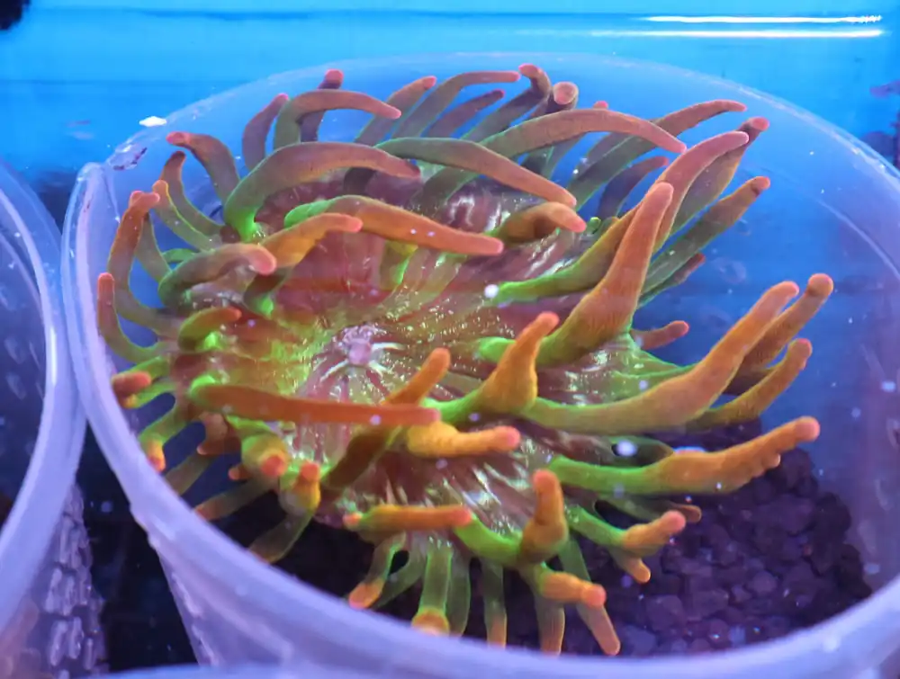 M21 – - Saltwater