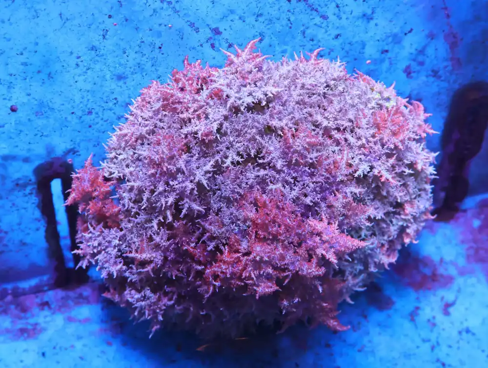 M24 – - Saltwater