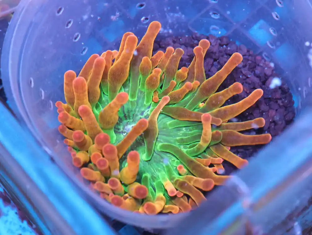 M23 – - Saltwater
