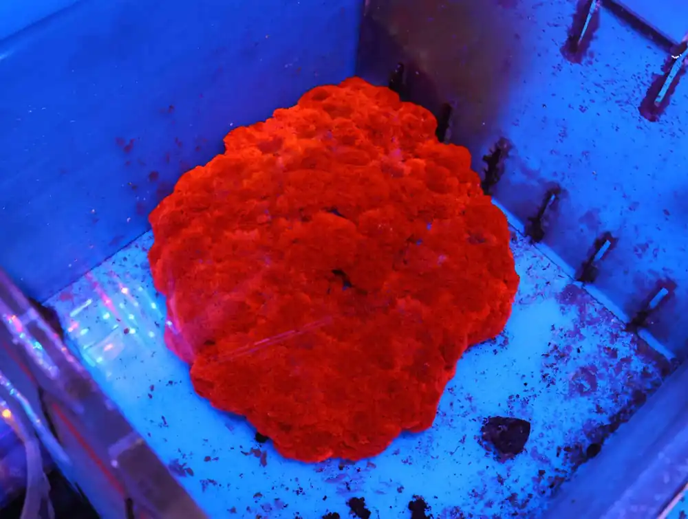 M28 – - Saltwater