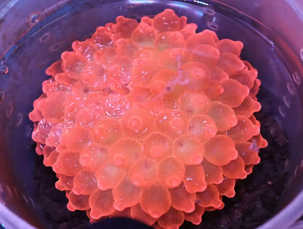 M29 – - Saltwater