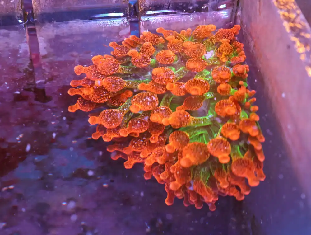 M32 – - Saltwater