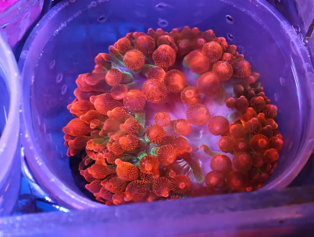 M35 – - Saltwater