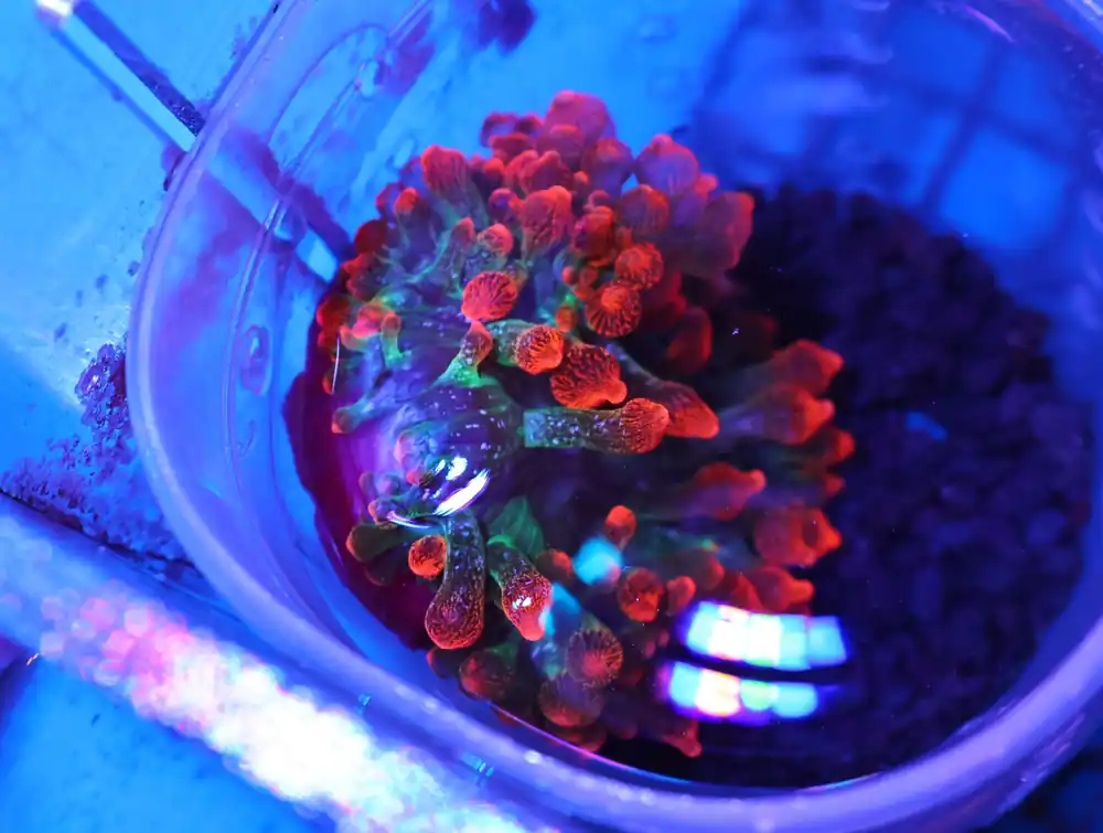 M34 – - Saltwater