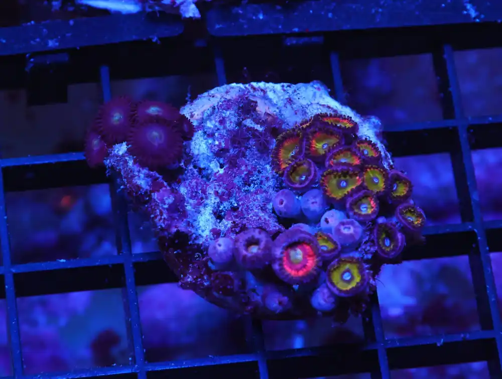 X123 – - Saltwater