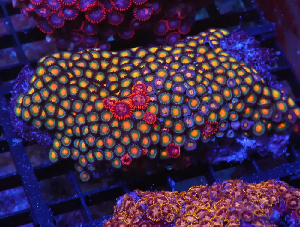 X135 – - Saltwater