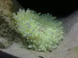Sebae Anemone; Colored - Heteractis crispa