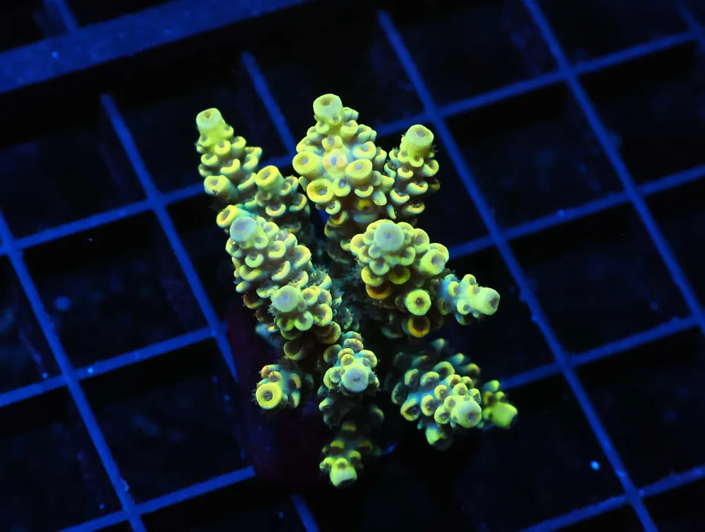 E109 – INDO ACRO YELLOW TENUIS CULTURED - Saltwater