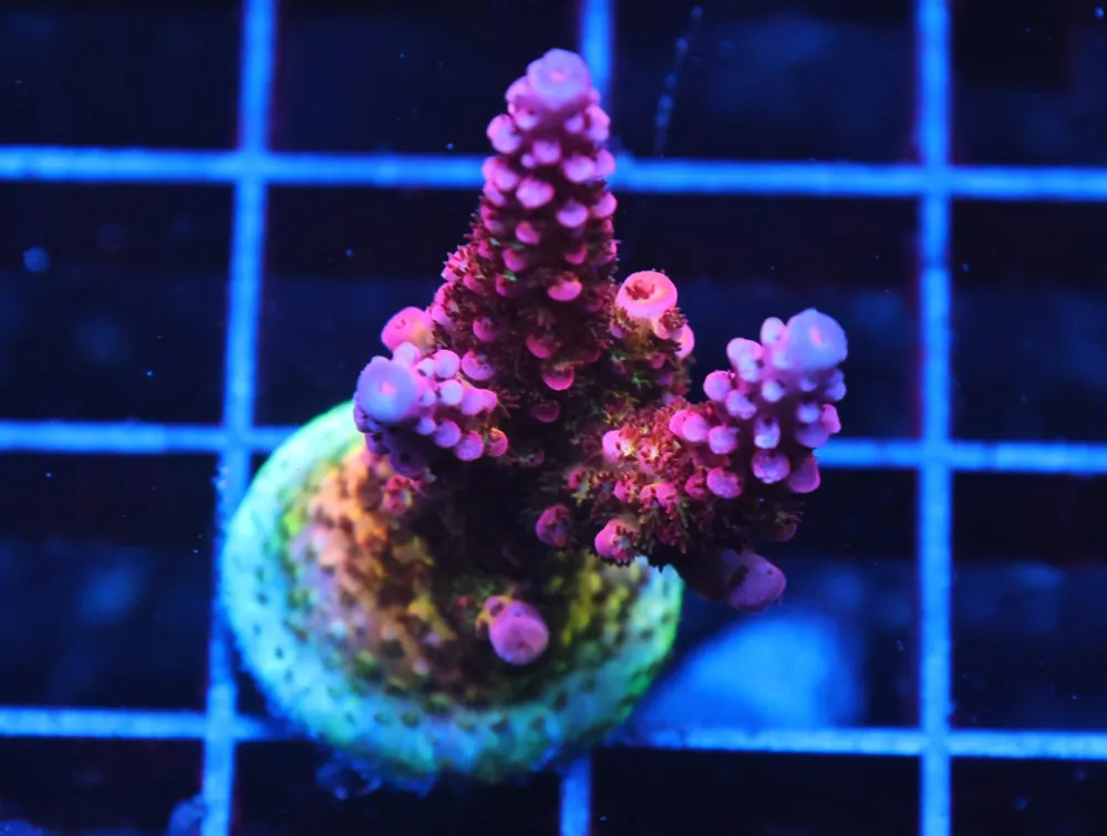 C127 – SDC RAINBOW ROMMELS ACRO L-XL FRAG