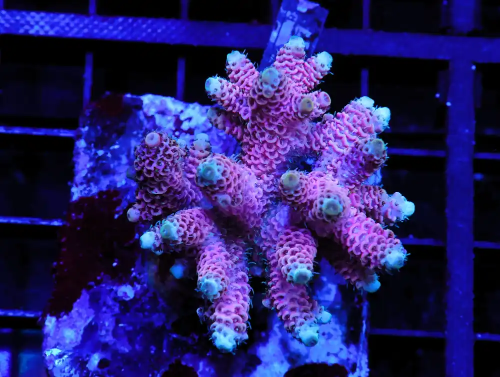 E07 – INDO ACRO PINK MILLE CULTURED - Saltwater