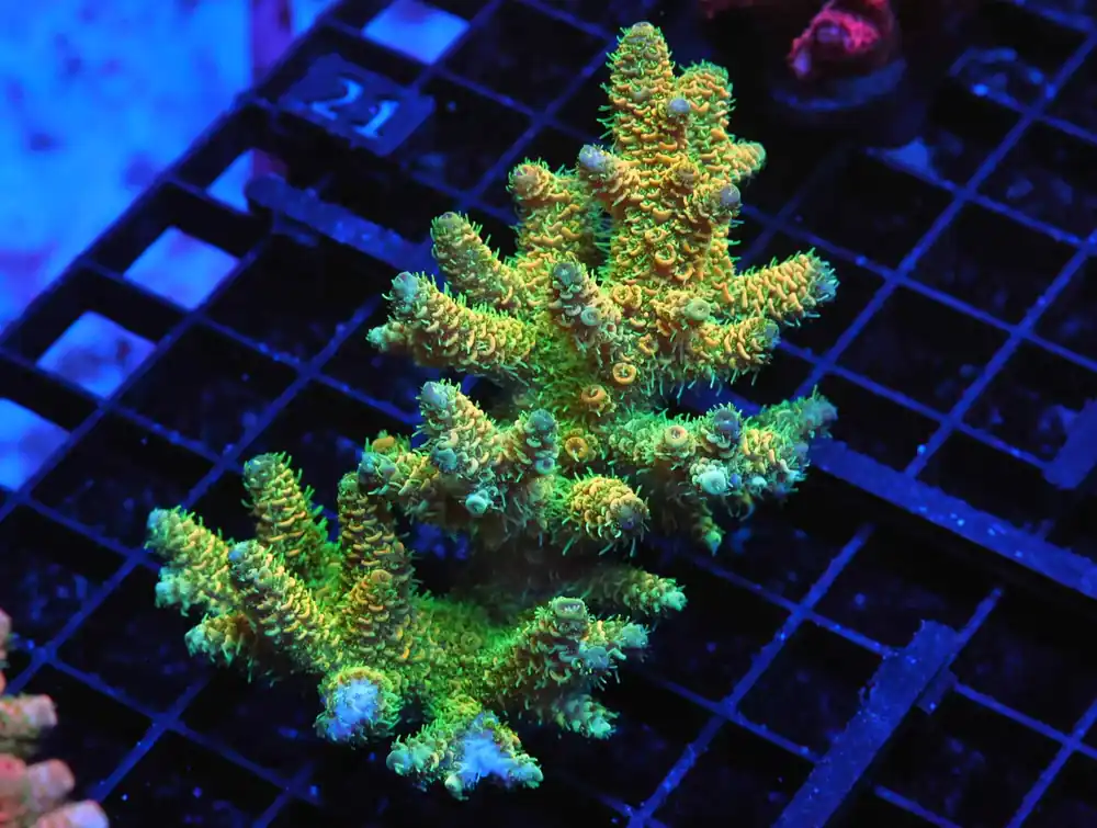 E16 – SDC BLACK FOREST MONTI DIGI LG COLONY - Saltwater
