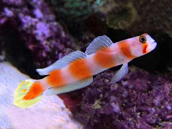 African Orange Banded Prawn Goby Amblyeleotris aurora - Fish