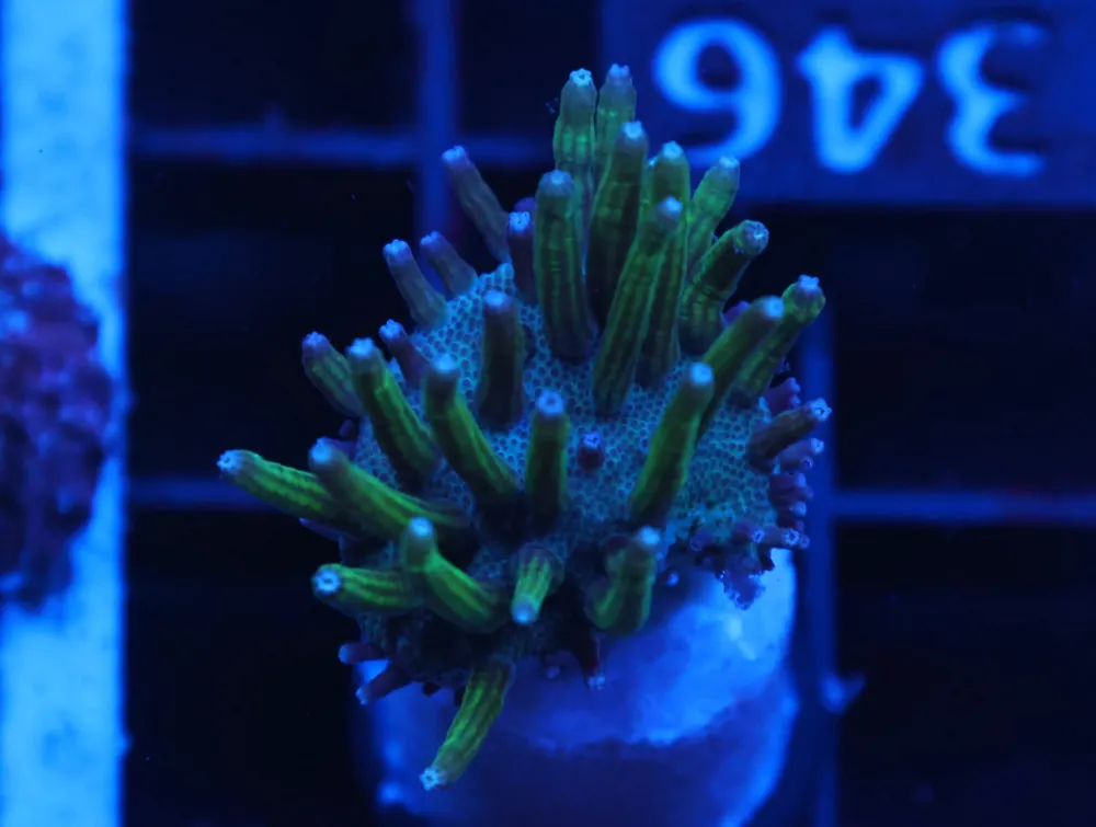 C346 – ALMOST WYSIWYG – STEVE TYREE NEON GREEN POLYP SARCOPHYTON LEATHER - Saltwater