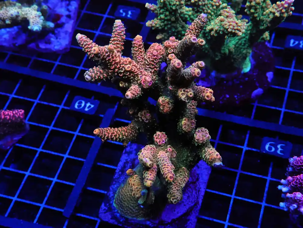 E39 – INDO ACRO ORANGE SHERBET MILLE CULTURED - Saltwater