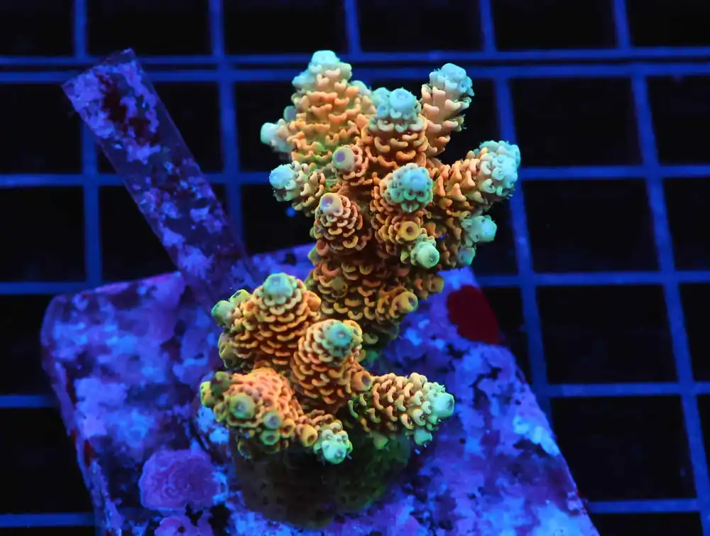 E73 – SDC GERMAN BLUE MONTI DIGI XL COLOLG - Saltwater
