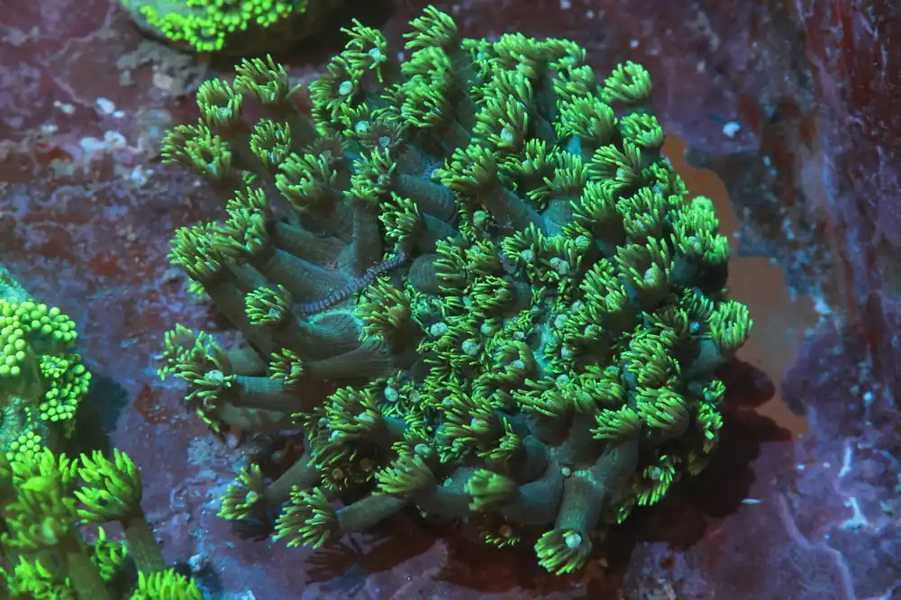 Metallic Goniopora Coral; Australia - Goniopora sp.