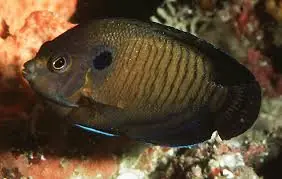 Bluefin Angelfish Indian Ocean Centropyge multispinis