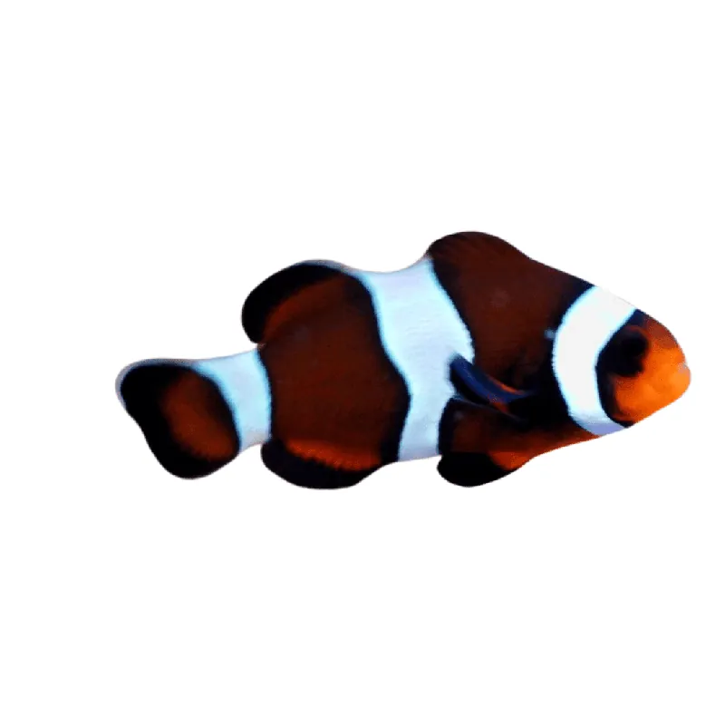 Mocha Ocellaris Clown; Captive Bred - Amphiprion ocellaris
