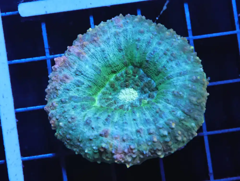 H03 – INDO PASTEL LOBOPHYLLIA - Saltwater
