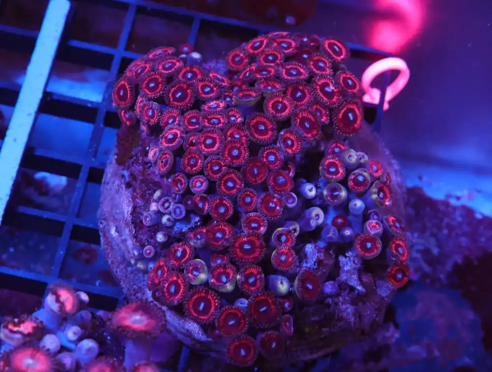 X110 – INDO PINK PASSION ZOA - Saltwater