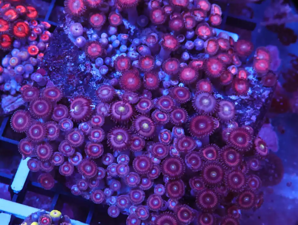 X109 – INDO SUPER PINK ZOA - Saltwater