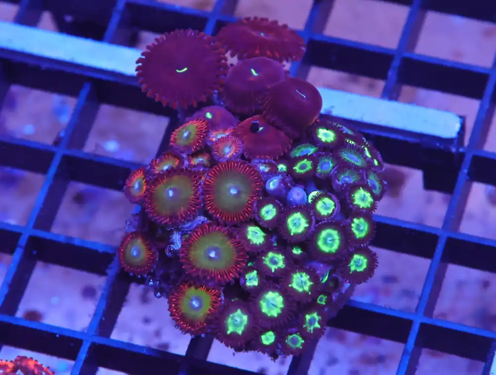 X26 – INDO ULTRA COMBO ZOA CULTURED - Saltwater