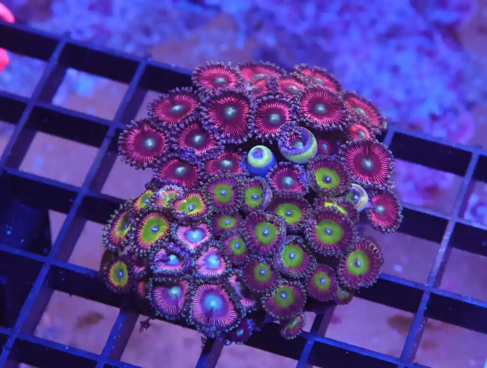 X31 – INDO ULTRA COMBO ZOA CULTURED - Saltwater