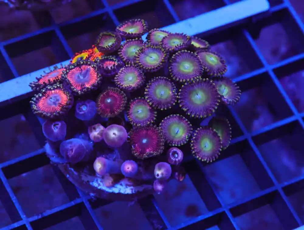 X55 – INDO COMBO ZOA ROCK - Saltwater